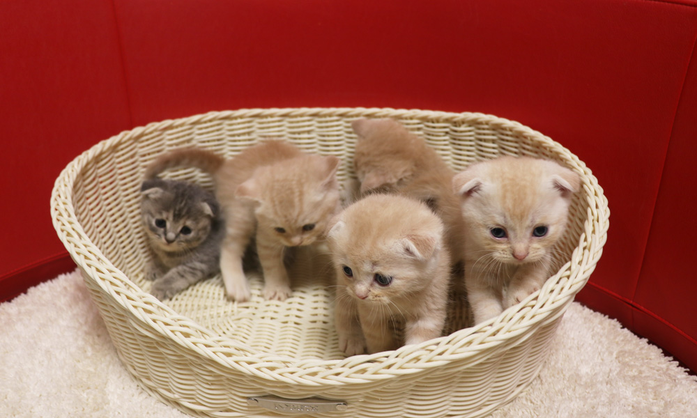 スコティッシュフォールドの子猫画像