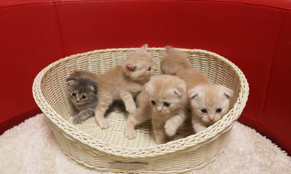 スコティッシュフォールドの子猫画像