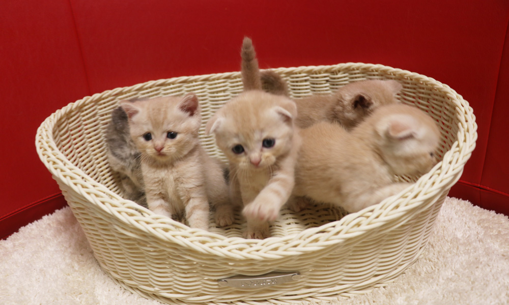 スコティッシュフォールドの子猫画像