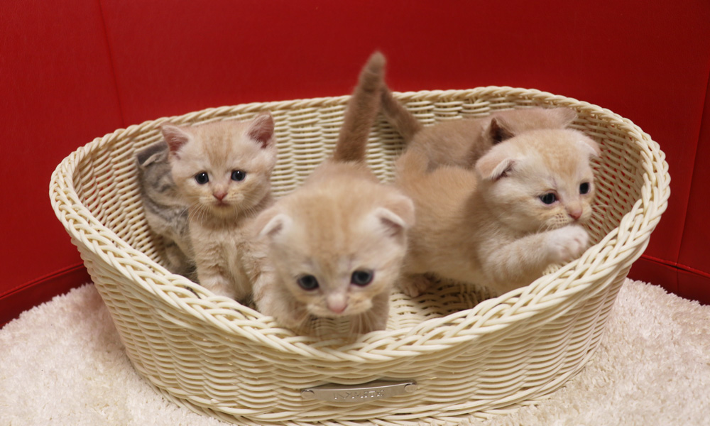 スコティッシュフォールドの子猫画像