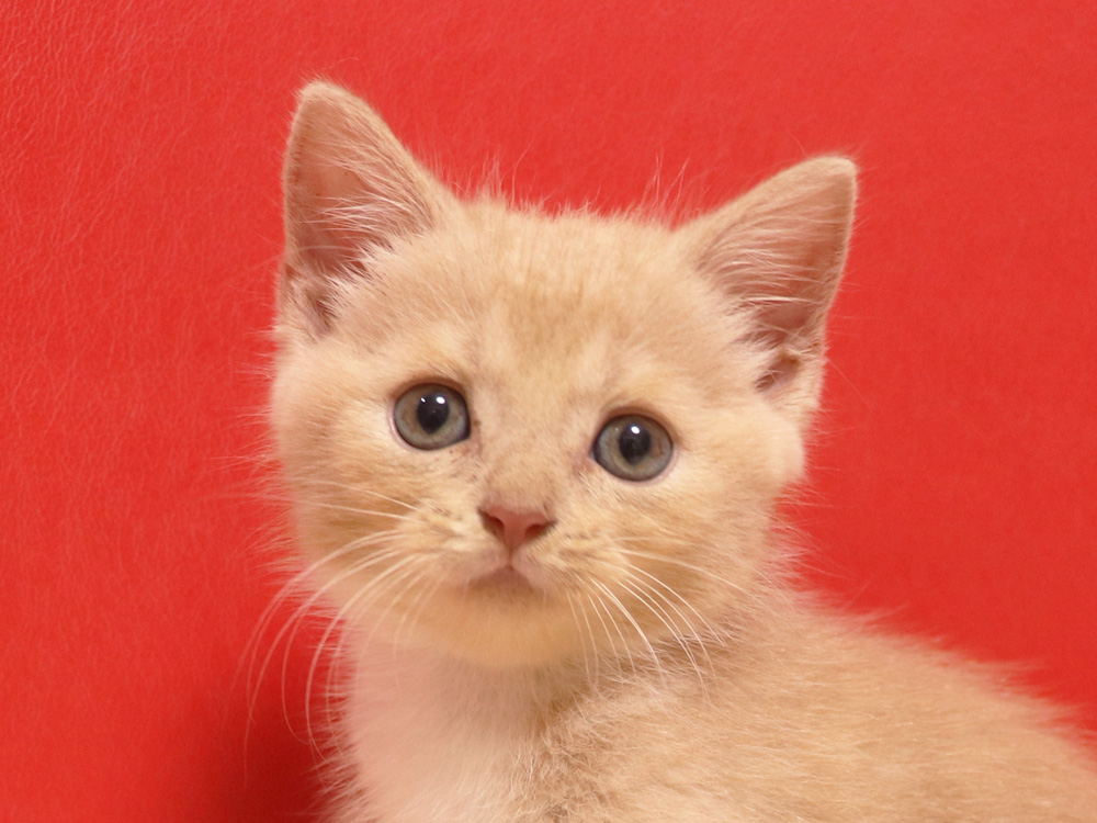スコティッシュフォールドの子猫画像