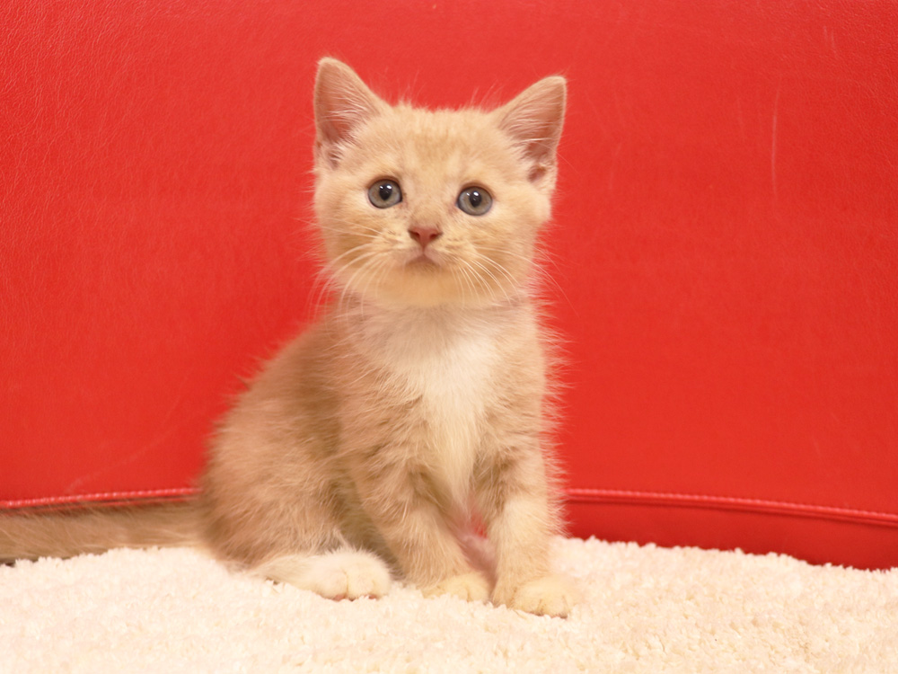 スコティッシュフォールドの子猫画像