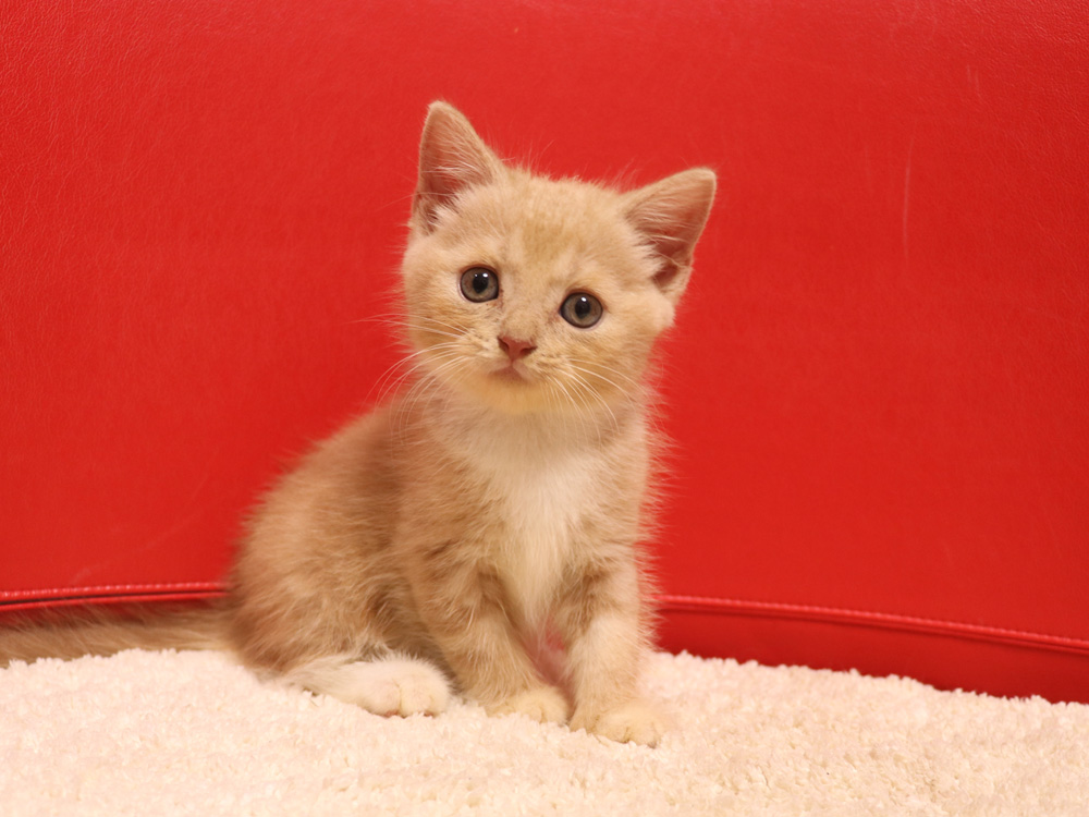 スコティッシュフォールドの子猫画像