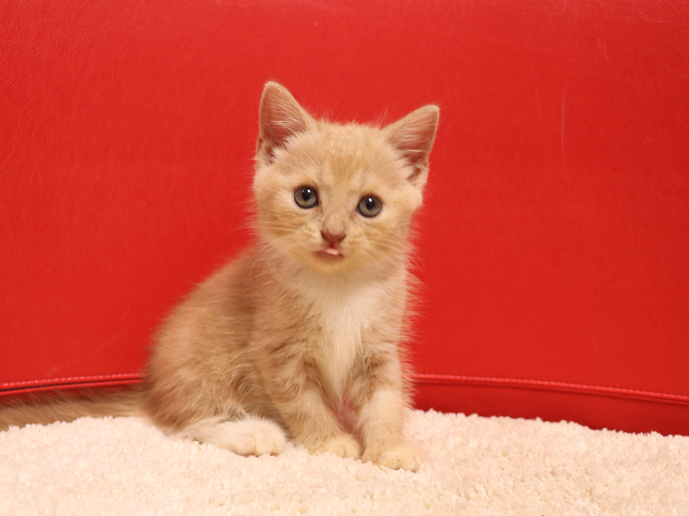 スコティッシュフォールドの子猫画像