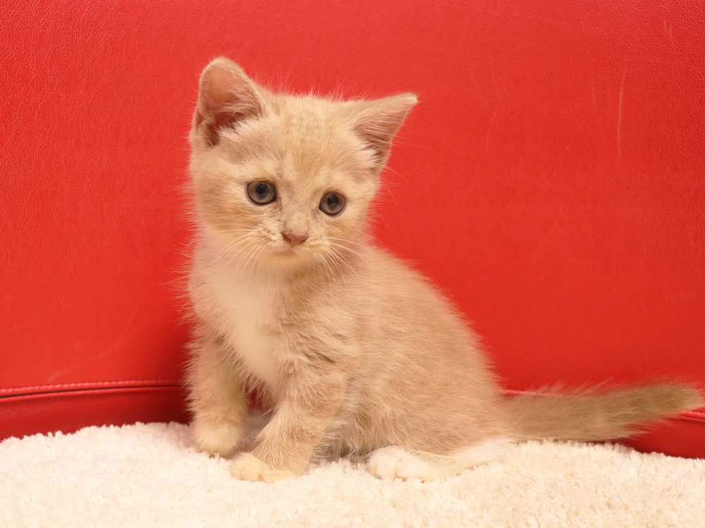 スコティッシュフォールドの子猫画像