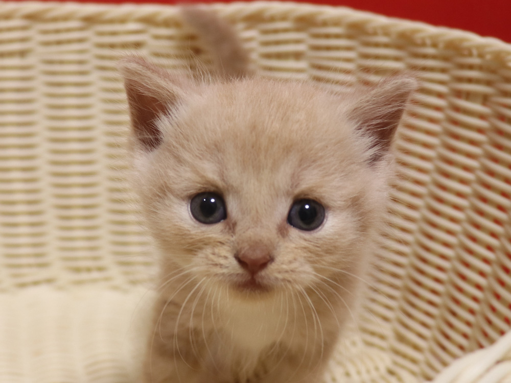 スコティッシュフォールドの子猫画像