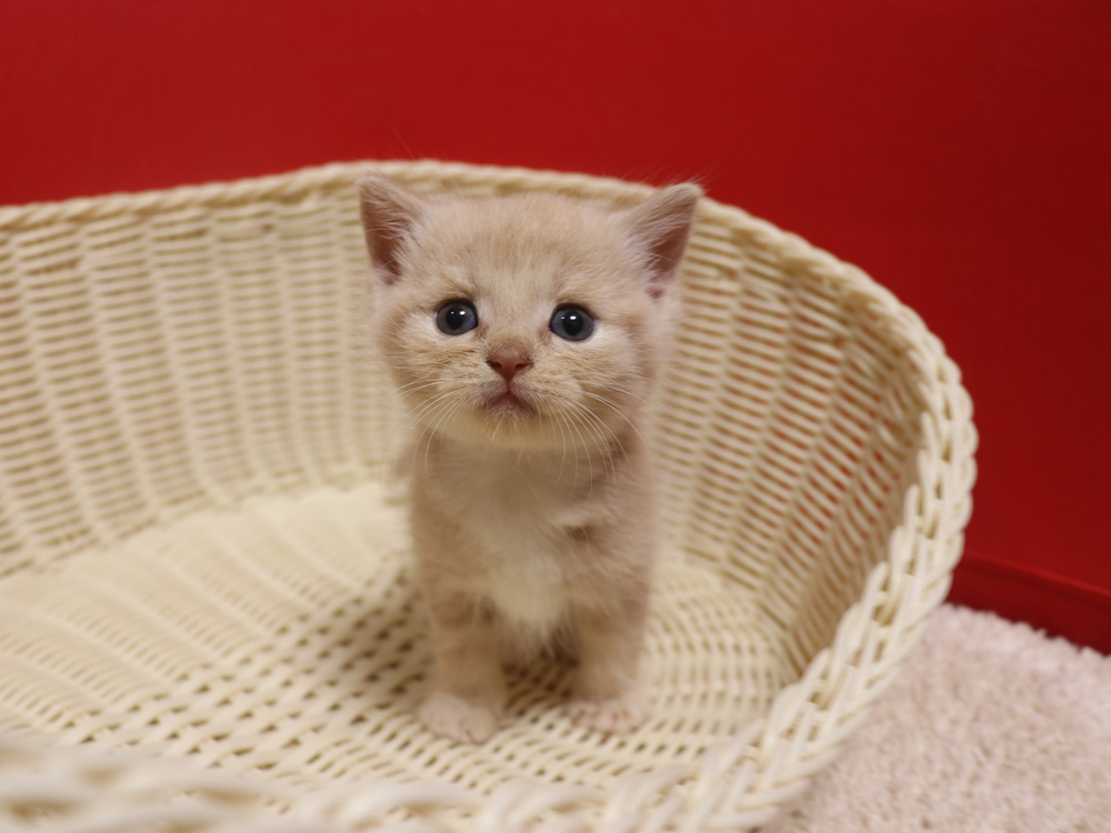 スコティッシュフォールドの子猫画像