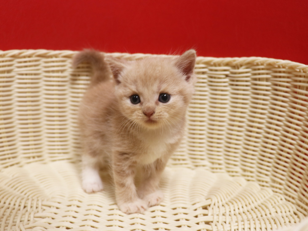 スコティッシュフォールドの子猫画像