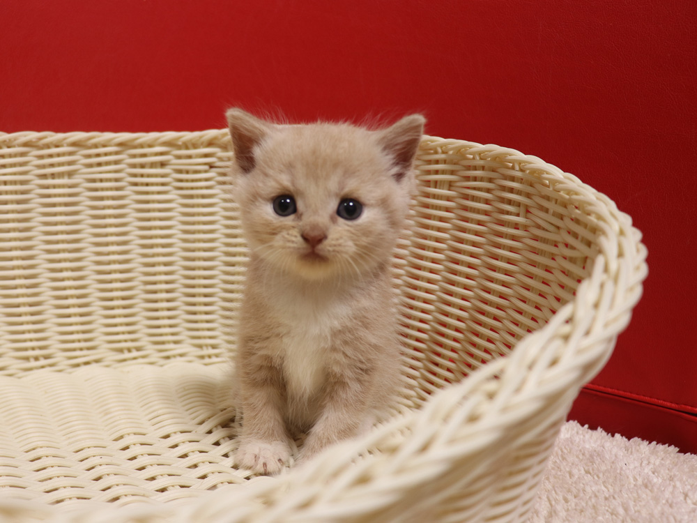 スコティッシュフォールドの子猫画像