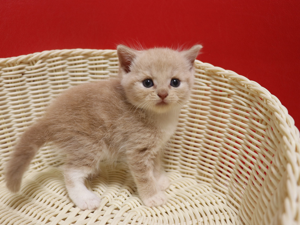 スコティッシュフォールドの子猫画像