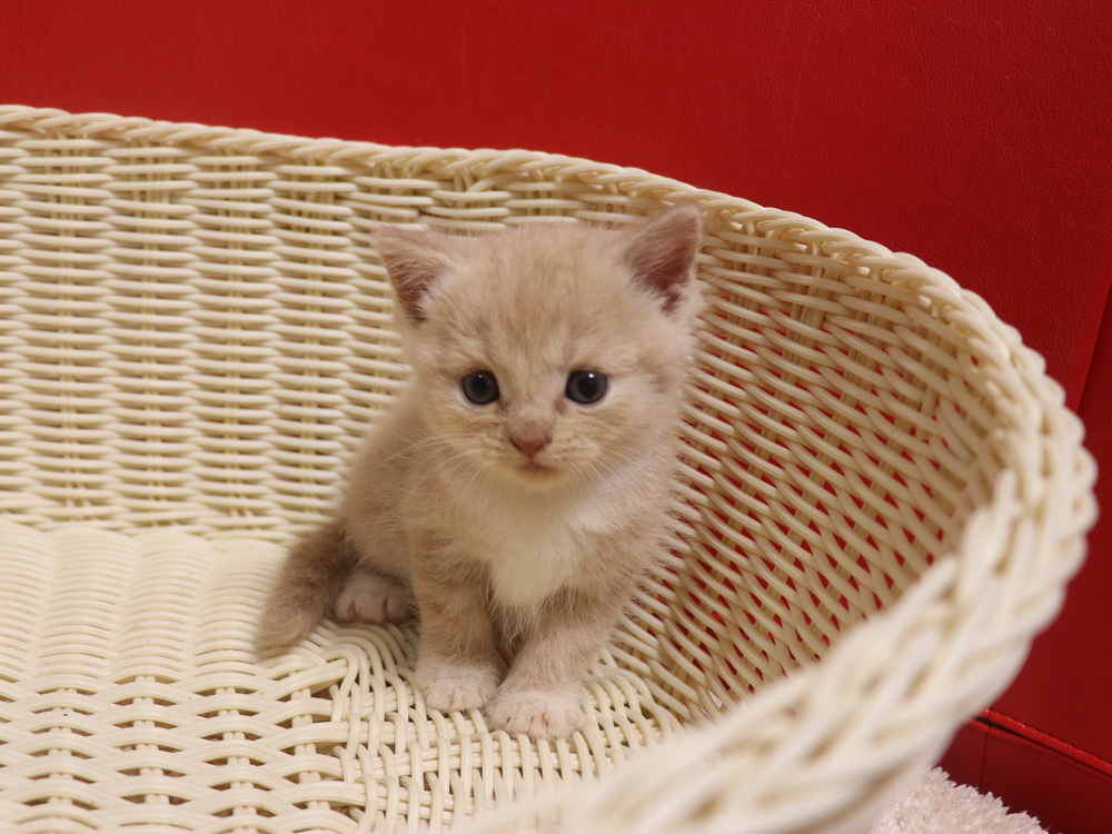 スコティッシュフォールドの子猫画像