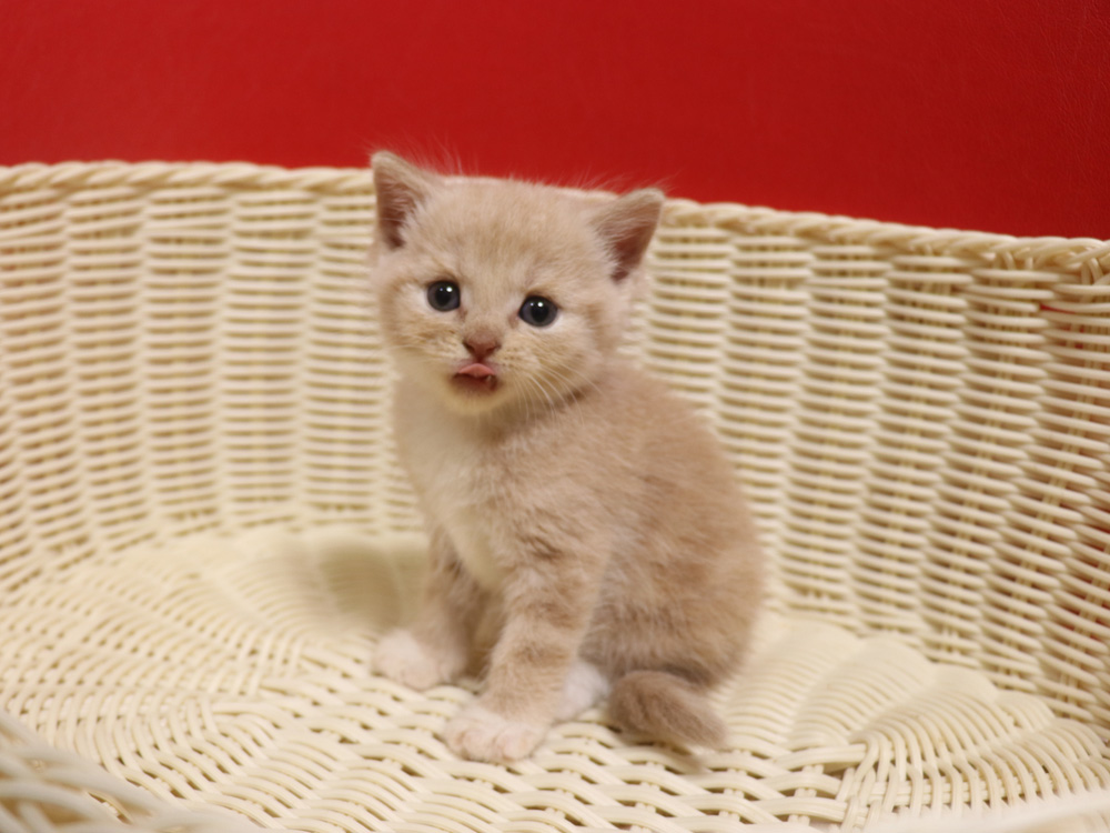 スコティッシュフォールドの子猫画像