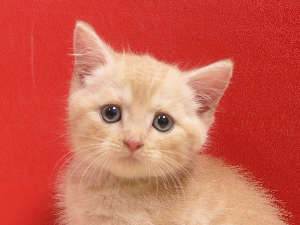 スコティッシュフォールドの子猫画像