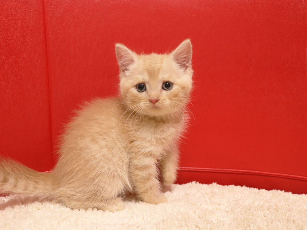 スコティッシュフォールドの子猫画像