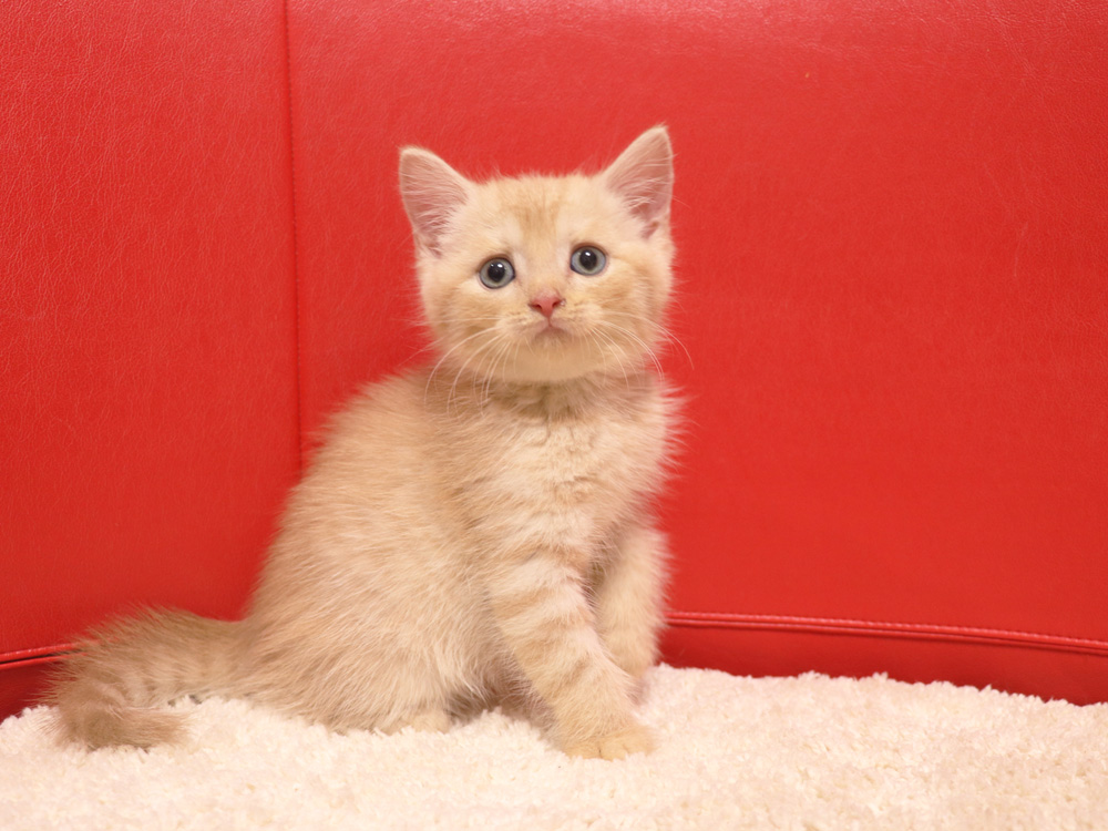 スコティッシュフォールドの子猫画像