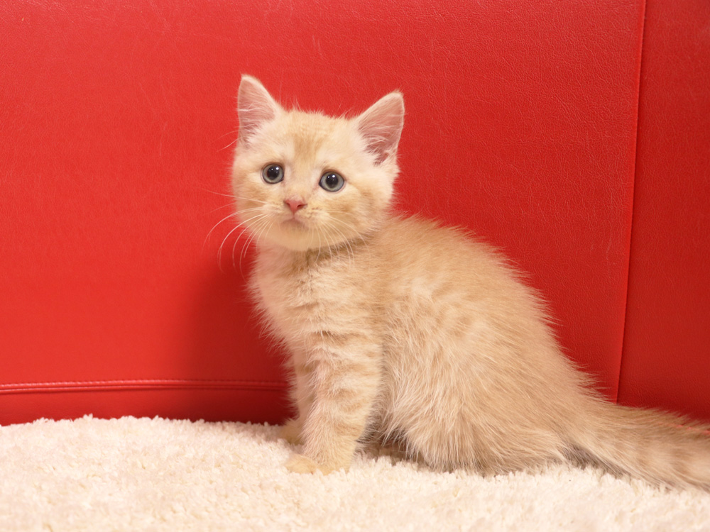 スコティッシュフォールドの子猫画像
