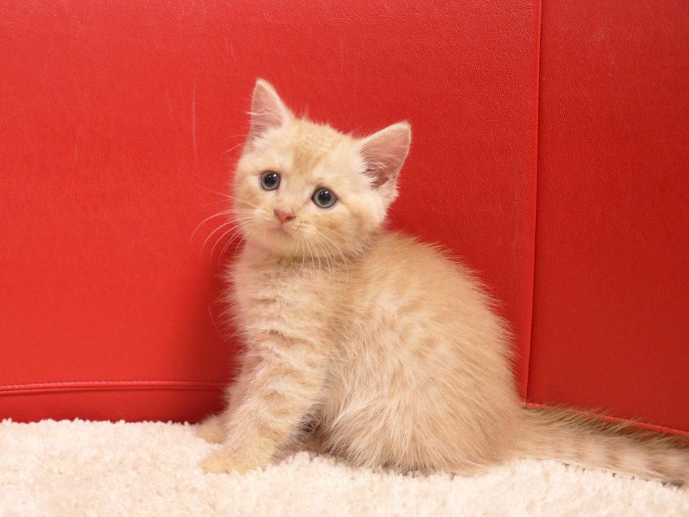 スコティッシュフォールドの子猫画像
