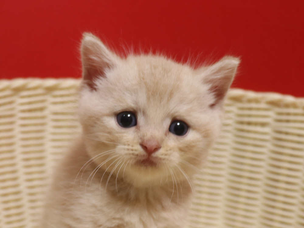 スコティッシュフォールドの子猫画像