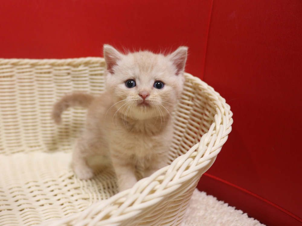 スコティッシュフォールドの子猫画像