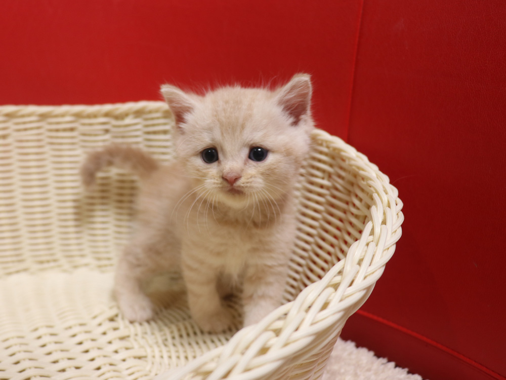 スコティッシュフォールドの子猫画像