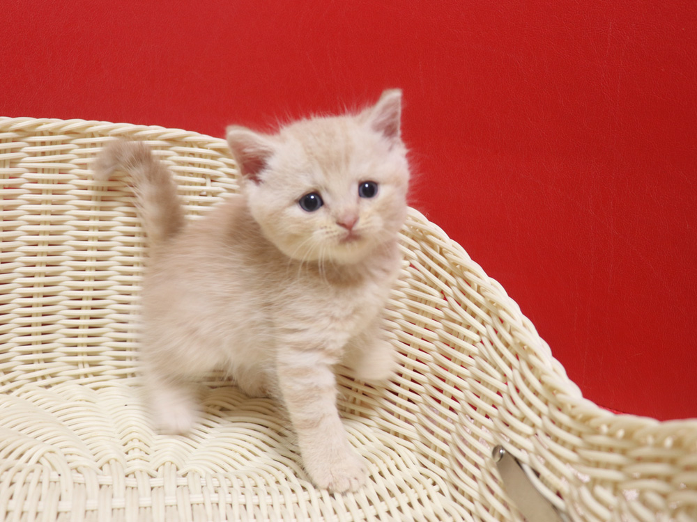 スコティッシュフォールドの子猫画像