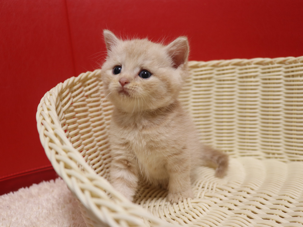 スコティッシュフォールドの子猫画像