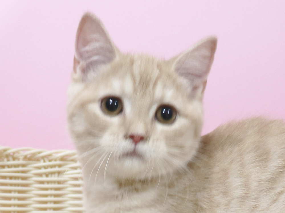 スコティッシュフォールドの子猫画像