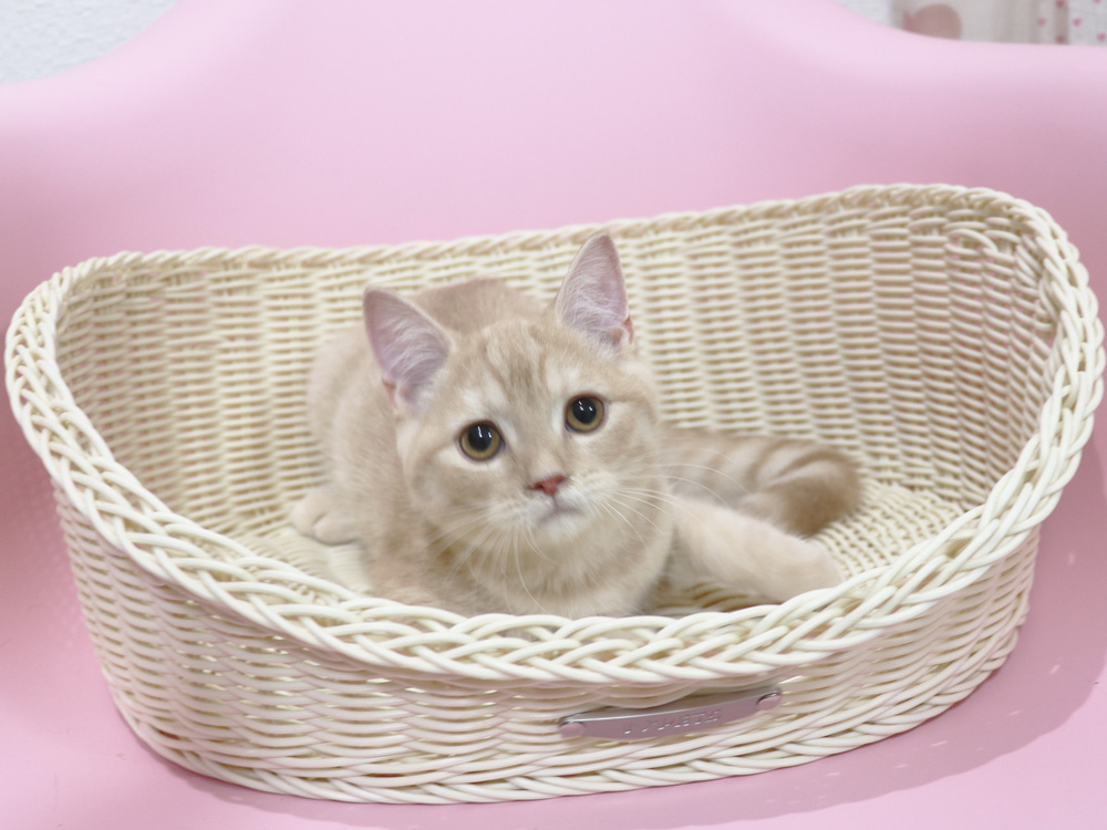 スコティッシュフォールドの子猫画像