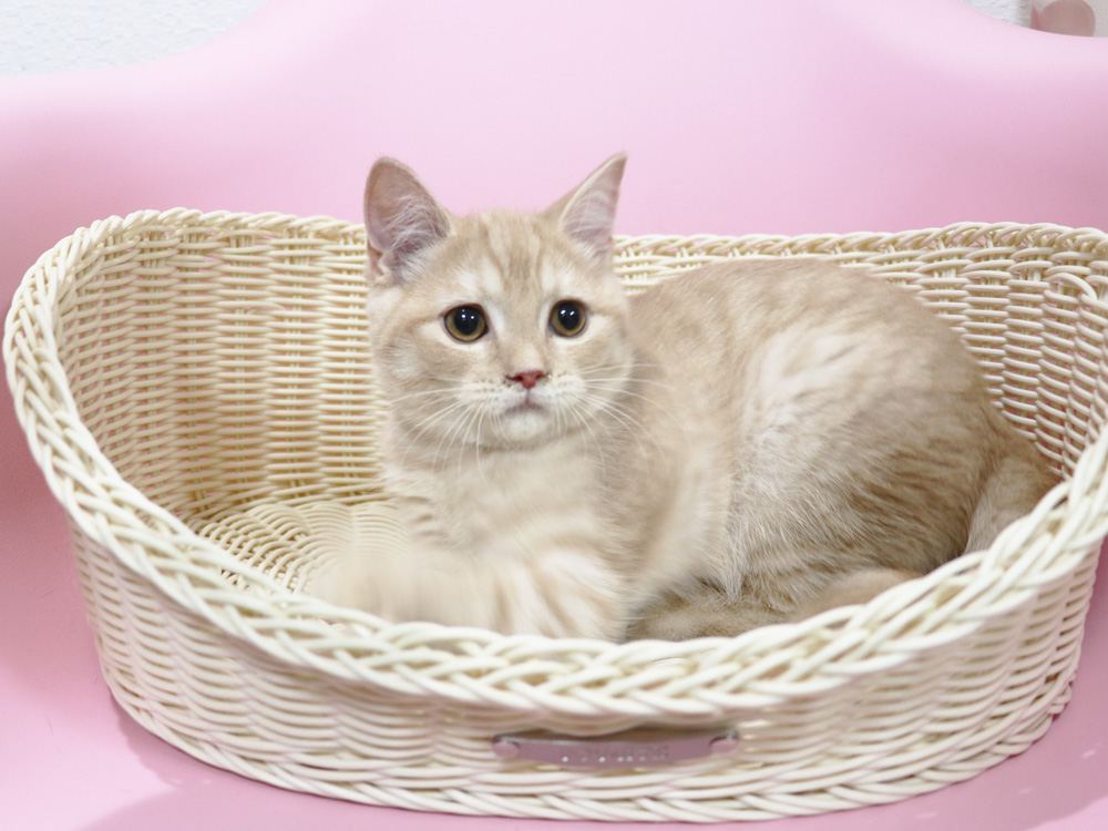 スコティッシュフォールドの子猫画像