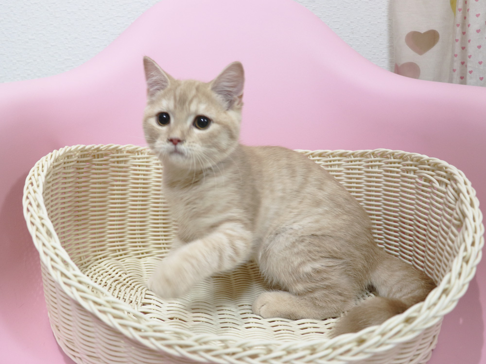 スコティッシュフォールドの子猫画像