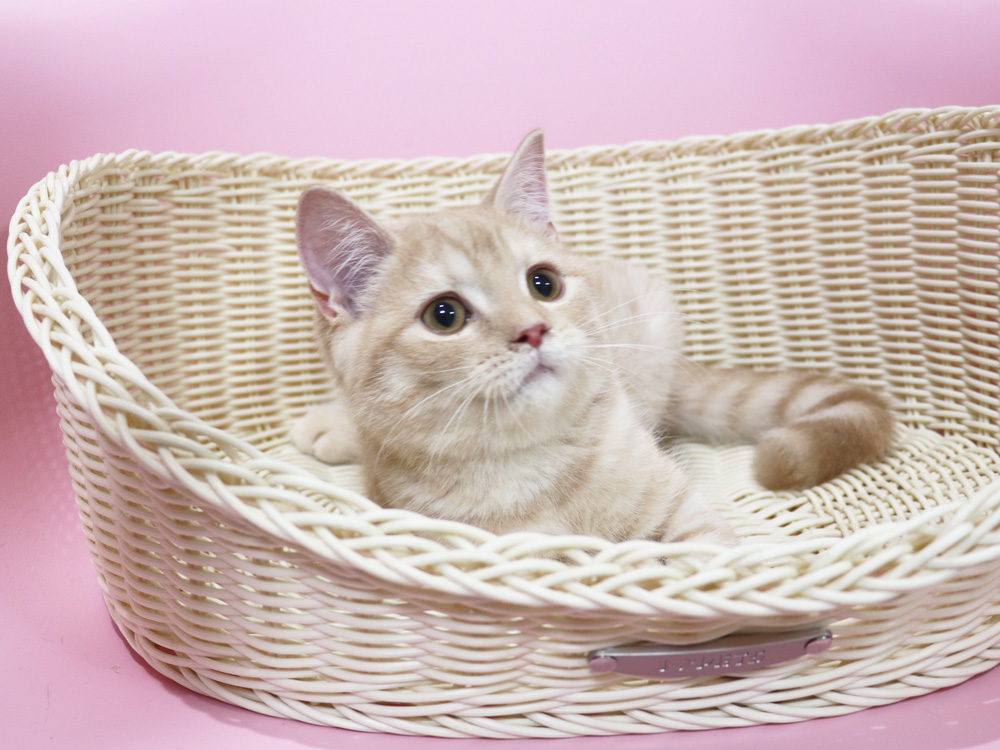 スコティッシュフォールドの子猫画像