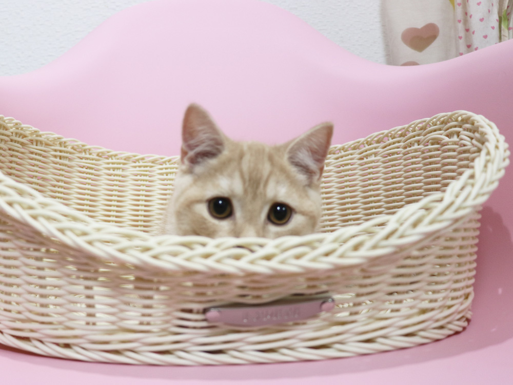 スコティッシュフォールドの子猫画像