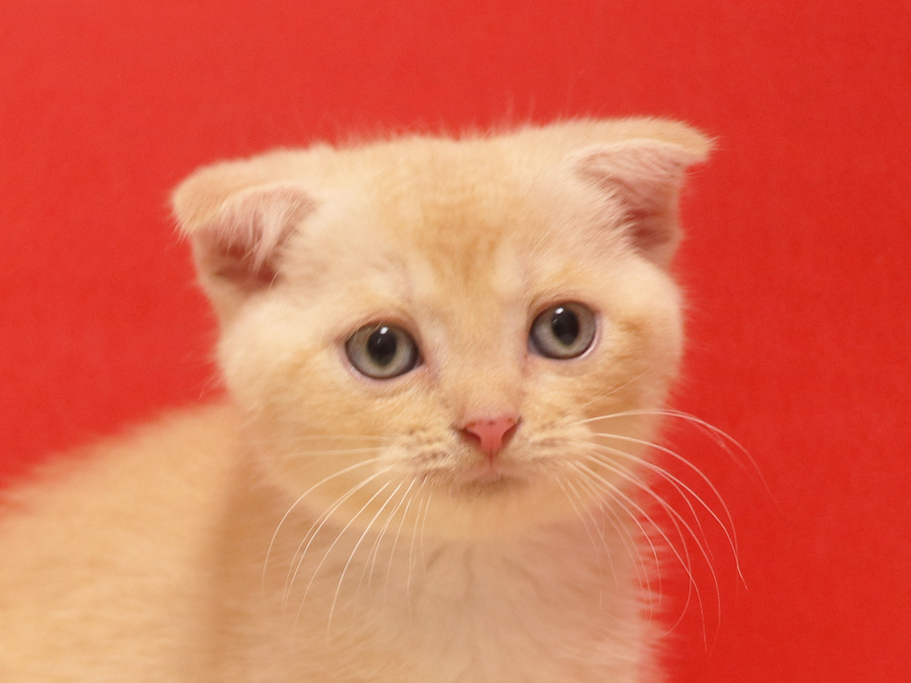 スコティッシュフォールドの子猫画像