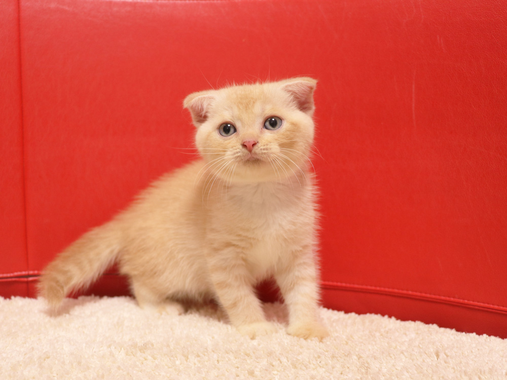 スコティッシュフォールドの子猫画像