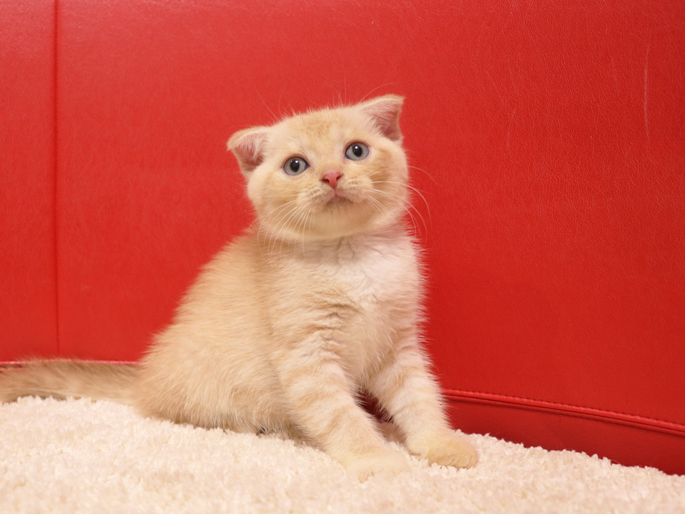 スコティッシュフォールドの子猫画像
