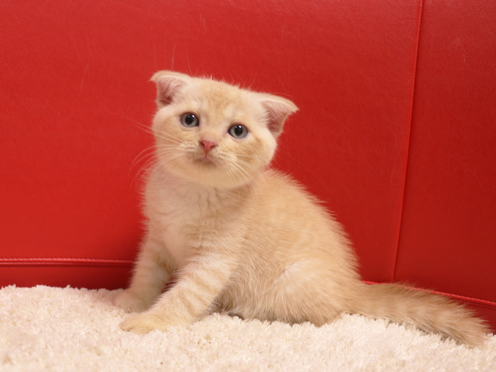 スコティッシュフォールドの子猫画像