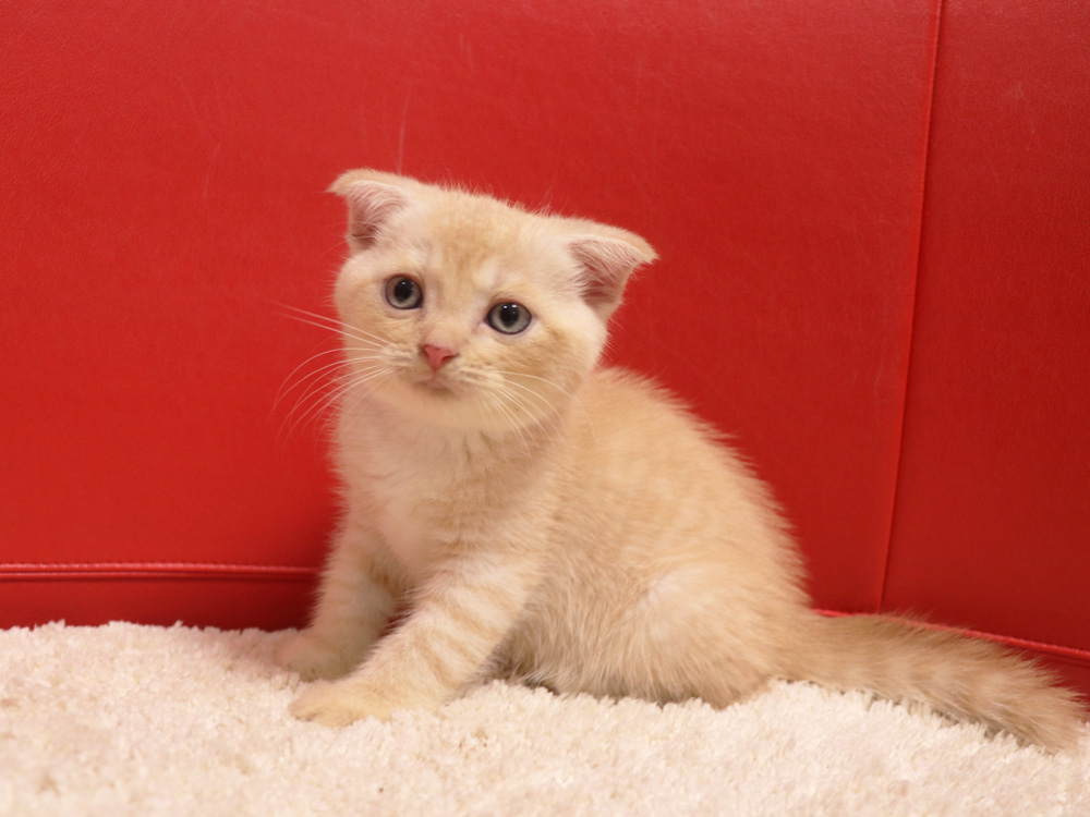 スコティッシュフォールドの子猫画像
