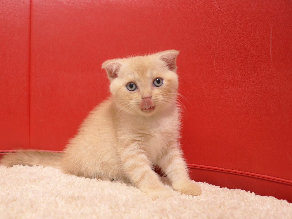 スコティッシュフォールドの子猫画像
