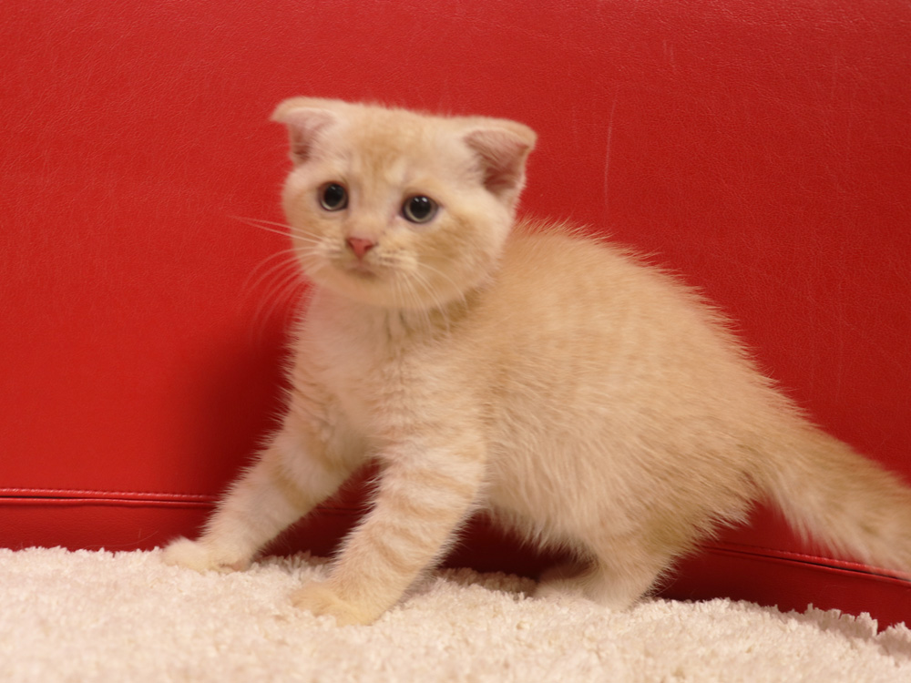 スコティッシュフォールドの子猫画像