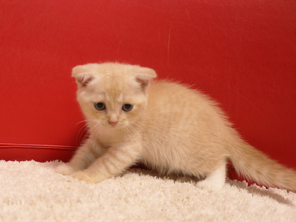 スコティッシュフォールドの子猫画像