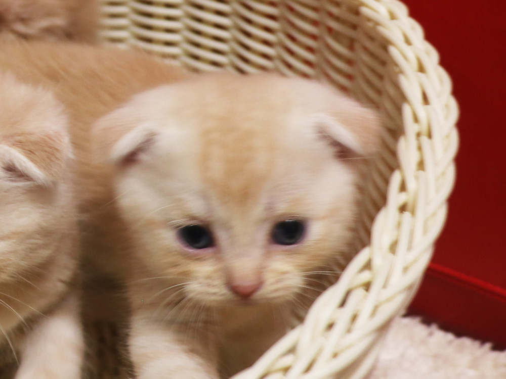 スコティッシュフォールドの子猫画像
