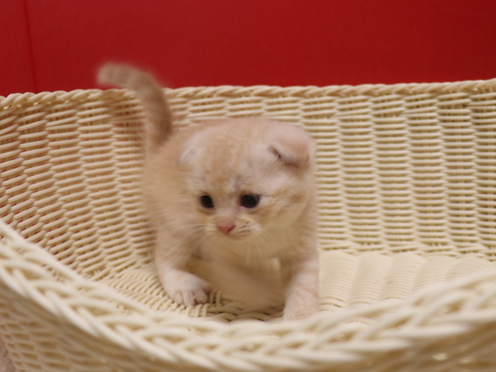 スコティッシュフォールドの子猫画像