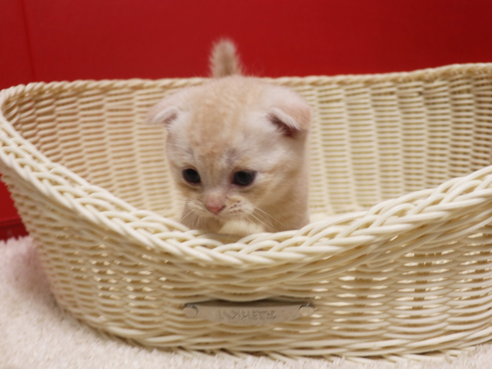 スコティッシュフォールドの子猫画像