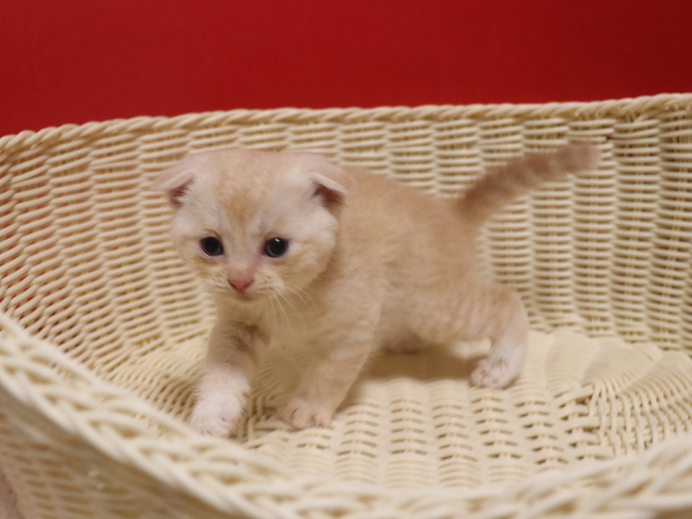 スコティッシュフォールドの子猫画像