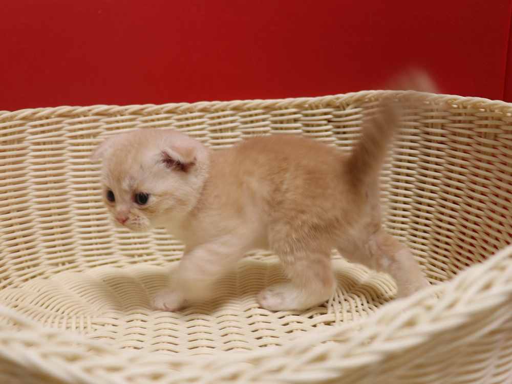 スコティッシュフォールドの子猫画像