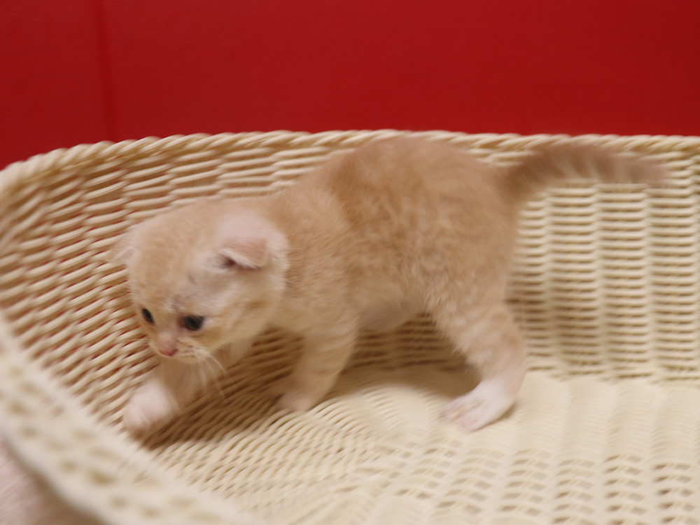 スコティッシュフォールドの子猫画像