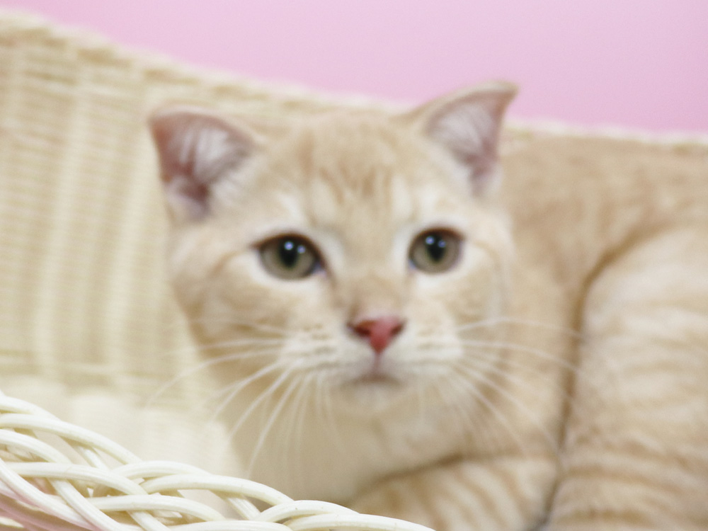 スコティッシュフォールドの子猫画像