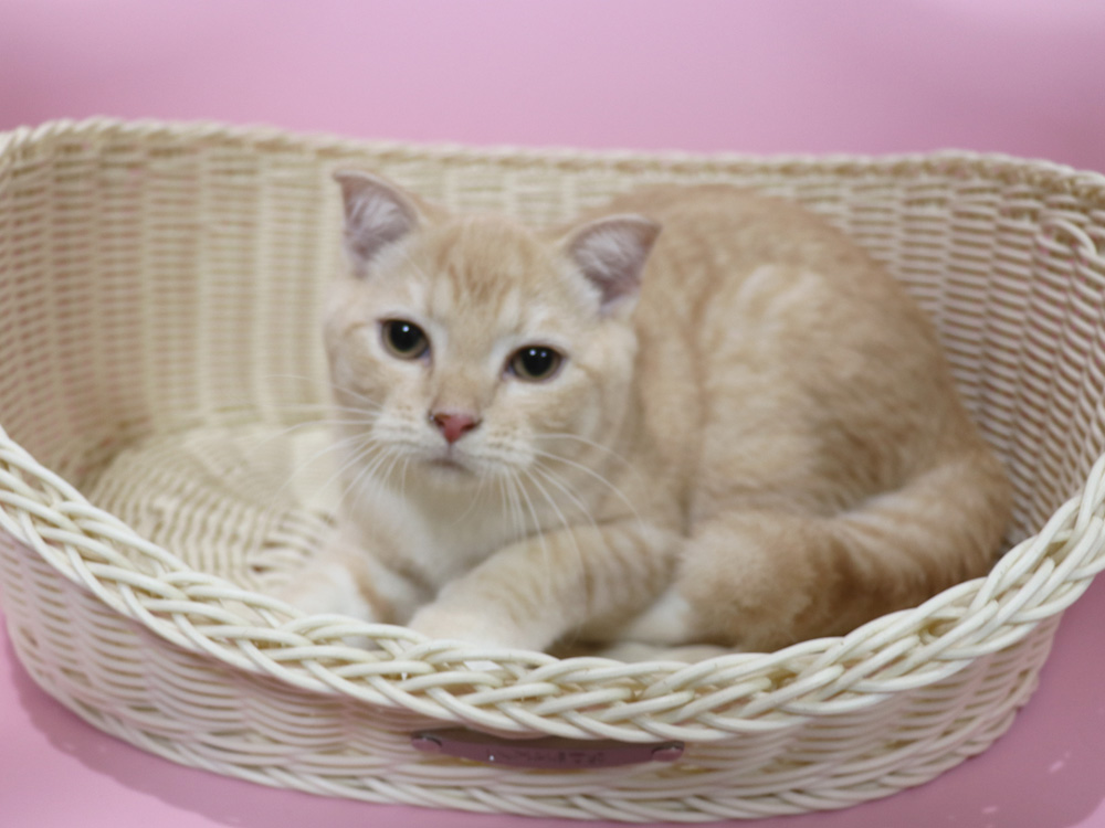 スコティッシュフォールドの子猫画像
