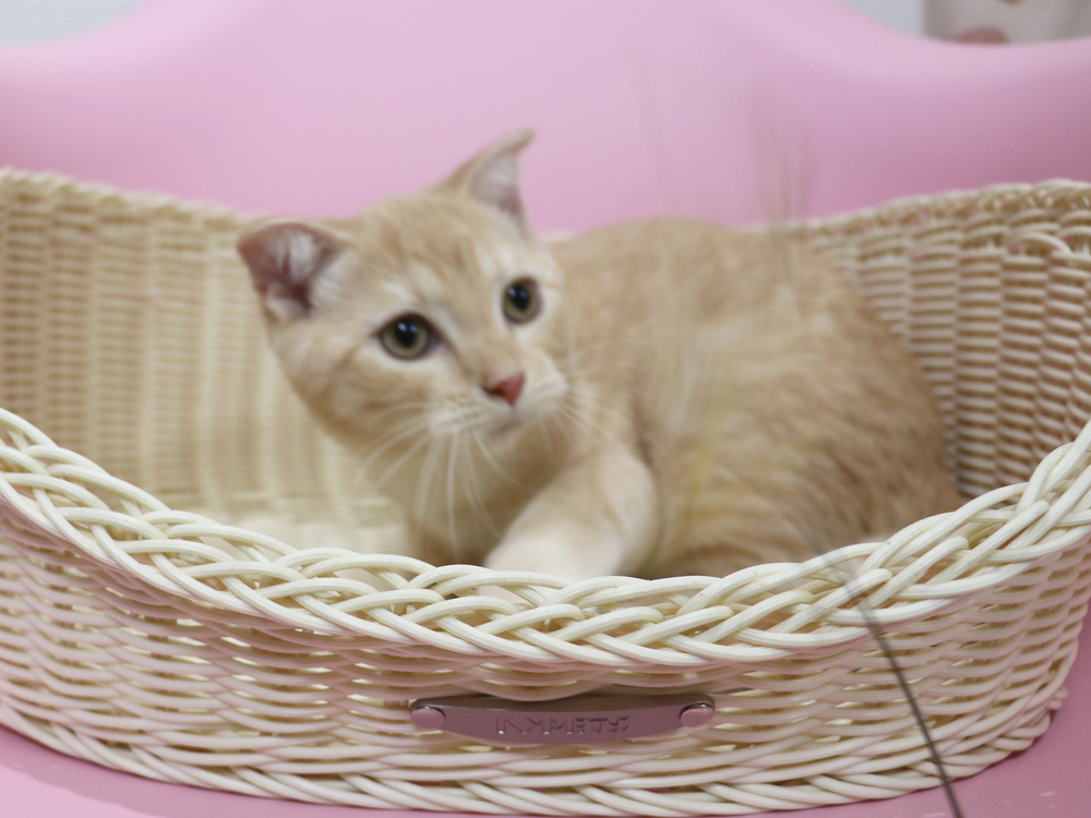 スコティッシュフォールドの子猫画像