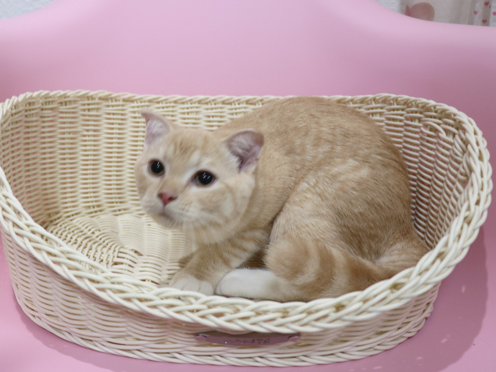 スコティッシュフォールドの子猫画像